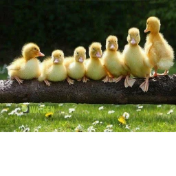 [BACK] the strongest ducks! icon