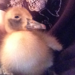 chickadeez