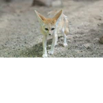 Fennec Zone
