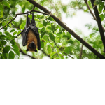 Bat Raid