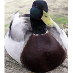 DUCK Are Amazing