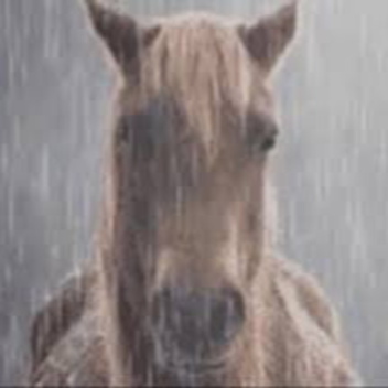 HORSE OBBY 🐴🐴🐴🐴🐴🐴🐴🐴🐴🐴