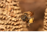 Bee group 2