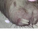 Rats army for life