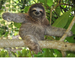 sloth o' rain