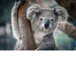 The fun amazing koala group