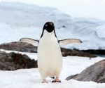 Pinguin_army