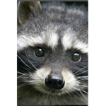 Raccoon-club-$