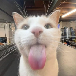 Silly Cat Obby!