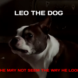 LEO | THE DOG |