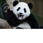 The Panda Squad Of Panda People