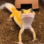 mia giving out robux