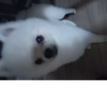 포메 강아지