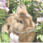 - bunny garden -
