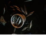 FISH IN BUCKET