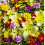 Famous-flower
