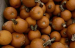 Pumpkinpicking