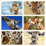 Giraffe Lovies