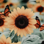 • ~ sunflowers ~ •