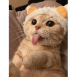 Qt kitty bear