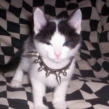  🐈‍⬛ 