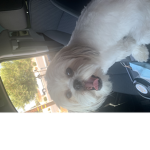 Only epic dog