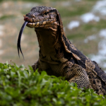 Lizards corporation