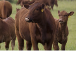 Cow Cult.