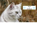 SnowClan: Snow lasts Forever.
