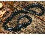 Black King Snake That I Saw
