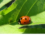 The Bugs In The Woods