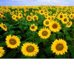 SunflowerBug