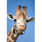 TheGiraffes