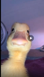 Chicken/chicks lovers