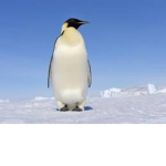 penguins store