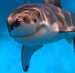 SharkBlox-