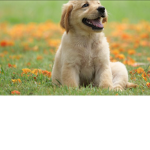 Dogs ar cute
