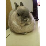 Fat Rabbit and his homies
