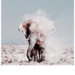 little elephants<3