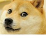D0ge Gang