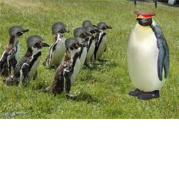 Penguis Attack