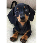 Sausage dog fan group