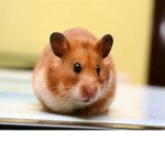 The Hamster Enjoyers
