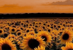 Flower group !