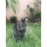 Timmy the cat’s group