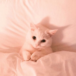LizzyCat Offical Fan Group