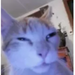 hamster is not cat