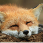 FoxyOmgOnlineXD's Awesome Group