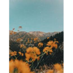 Simply Nature
