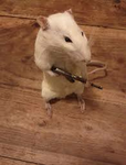 Evil Rats >:)